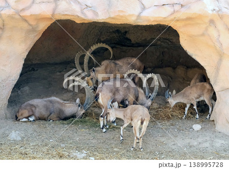 A herd of Nubian ibex (Capra nubiana) A herd of Nubian ibex (Capra nubiana) 138995728