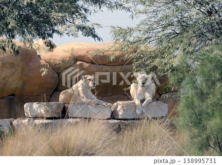 Two white lionesses (lat. Panthera leo) Two white lionesses (lat. Panthera leo) 138995731