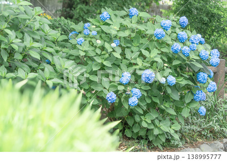 紫陽花 紫陽花 138995777