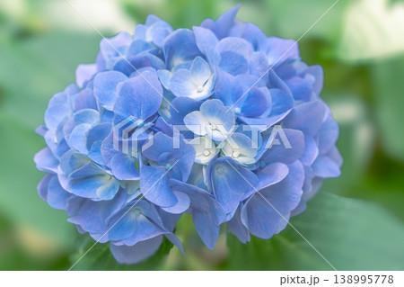 紫陽花 紫陽花 138995778