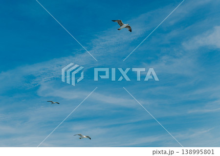 Seagulls flying in the the blue sky. Cloudy sky. Seagulls flying in the the blue sky. Cloudy sky. 138995801