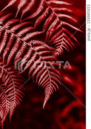 Beautiful fresh fern leaves in a red color on a dark background. Beautiful fresh fern leaves in a red color on a dark background. 138995853