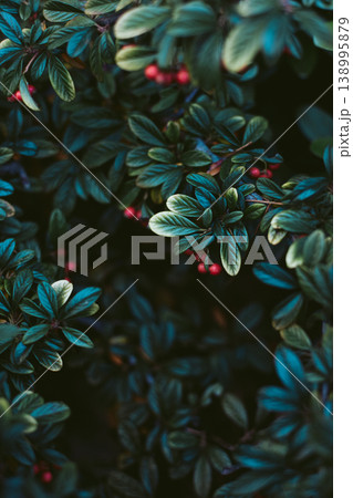 Cotoneaster branches with red berries on a sunny day. Cotoneaster branches with red berries on a sunny day. 138995879