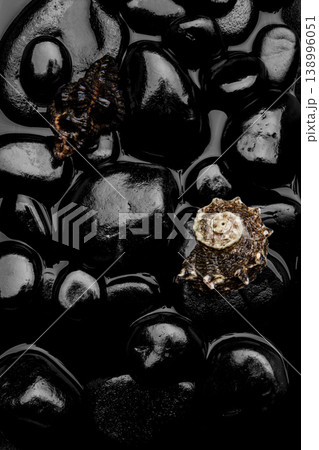 Natural Seashell Arrangement on Black Pebbles. 138996051