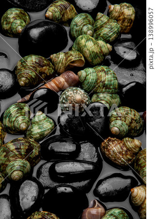 Natural Seashell Arrangement on Black Pebbles. Natural Seashell Arrangement on Black Pebbles. 138996057