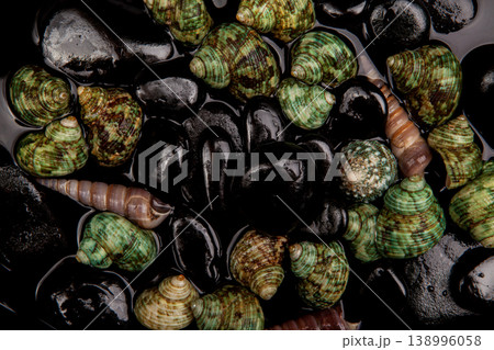Natural Seashell Arrangement on Black Pebbles. Natural Seashell Arrangement on Black Pebbles. 138996058