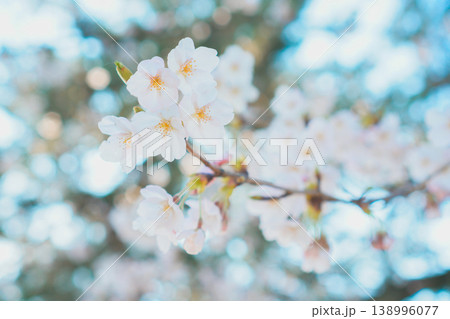 木漏れ日の玉ボケに包まれた透明感あふれる桜 木漏れ日の玉ボケに包まれた透明感あふれる桜 138996077