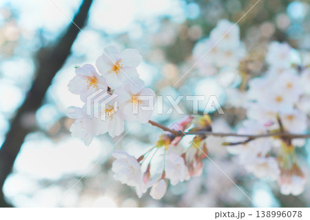 木漏れ日の玉ボケに包まれた透明感あふれる桜 138996078