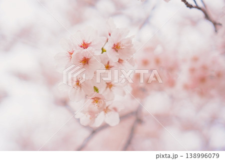 春の光に包まれてふんわりと咲き誇る淡いピンクの桜 春の光に包まれてふんわりと咲き誇る淡いピンクの桜 138996079