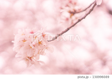 春の柔らかな光に溶け込む淡いピンクの桜と幻想的なボケ 春の柔らかな光に溶け込む淡いピンクの桜と幻想的なボケ 138996089