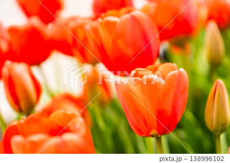 春の陽光に透け鮮やかに輝く赤いチューリップの群生 春の陽光に透け鮮やかに輝く赤いチューリップの群生 138996102