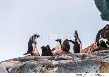 Impression of the Adelie Penguin Colony at the fish islands Impression of the Adelie Penguin Colony at the fish islands 138996279