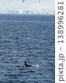 Killer whales in the Antarctic 138996281