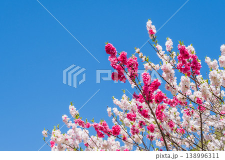 花桃(阿智村・花桃の里にて) 花桃(阿智村・花桃の里にて) 138996311