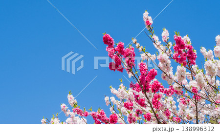 花桃（阿智村・花桃の里にて） 138996312