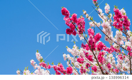 花桃（阿智村・花桃の里にて） 138996314