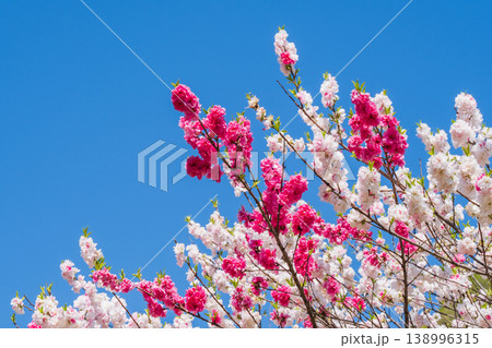 花桃（阿智村・花桃の里にて） 138996315