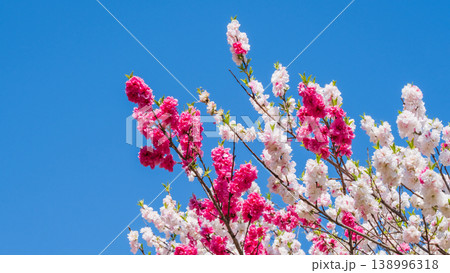 花桃（阿智村・花桃の里にて） 138996318
