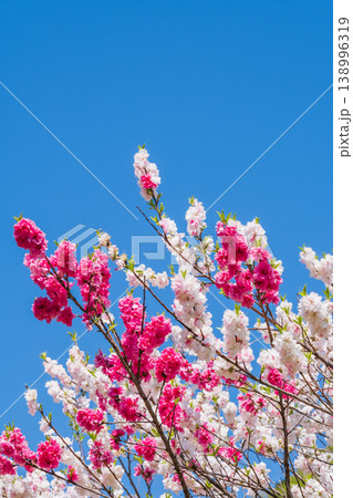 花桃(阿智村・花桃の里にて) 花桃(阿智村・花桃の里にて) 138996319