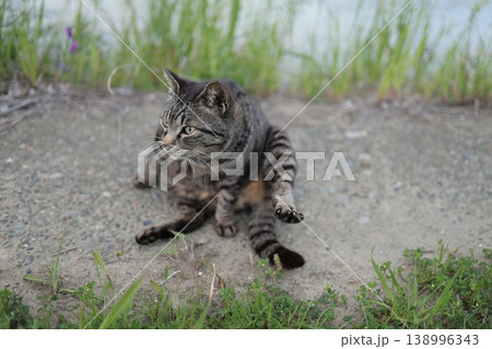 堤防で遊ぶとら猫 堤防で遊ぶとら猫 138996343