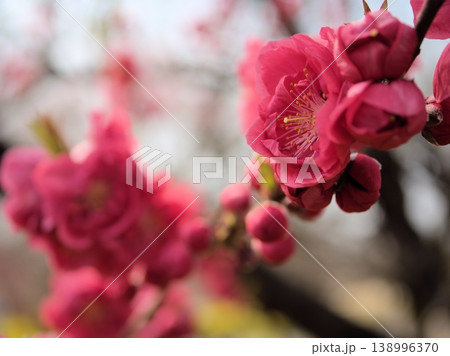 晴れた3月に美しく咲いた濃い桃色の桃の花「寒緋(カンヒ)」 晴れた3月に美しく咲いた濃い桃色の桃の花「寒緋(カンヒ)」 138996370