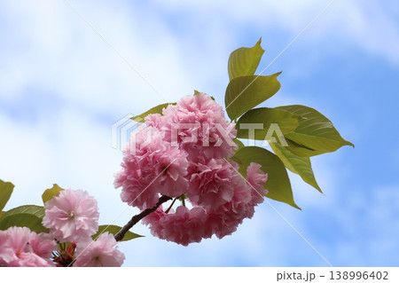 青空に映える八重桜 青空に映える八重桜 138996402