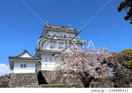 桜と天守閣 小田原城 小田原市 神奈川県 桜と天守閣 小田原城 小田原市 神奈川県 138996411