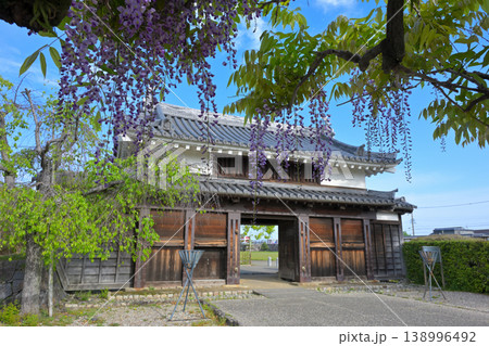 西尾市歴史公園の藤 138996492