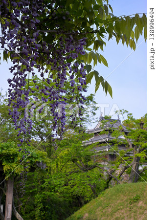 西尾市歴史公園の藤 西尾市歴史公園の藤 138996494