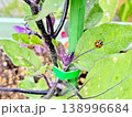 ナスの葉でアブラムシを食べるテントウムシ 138996684