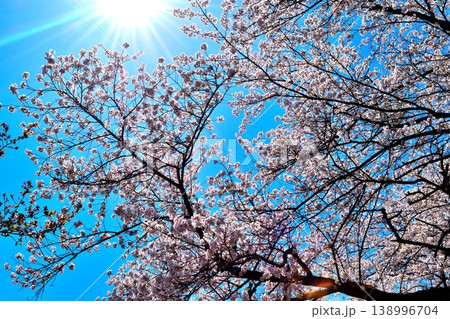 桜 138996704