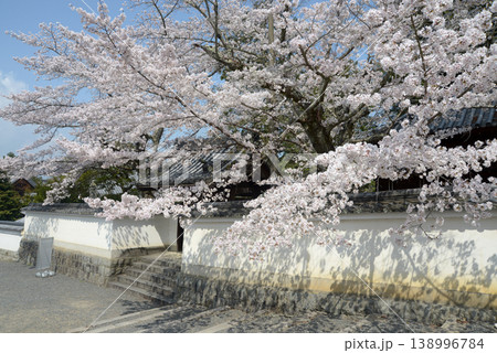 春の南禅寺　南禅僧堂の桜　京都市左京区南禅寺福地町 138996784