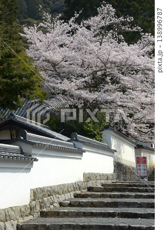 春の南禅寺　南禅僧堂の桜　京都市左京区南禅寺福地町 138996787