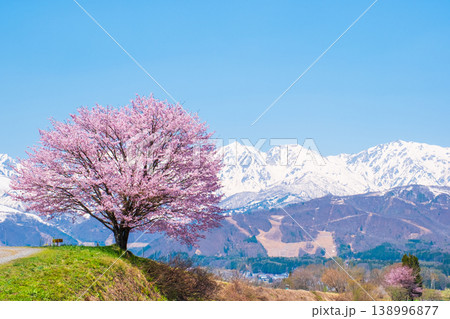 野平の一本桜 138996877