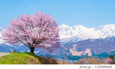野平の一本桜 138996880