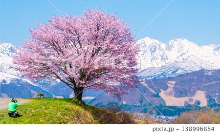 野平の一本桜 野平の一本桜 138996884