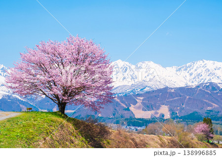 野平の一本桜 138996885