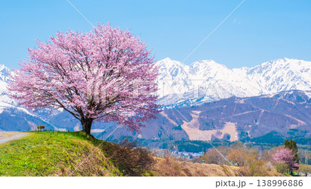 野平の一本桜 138996886