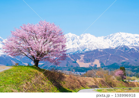 野平の一本桜 野平の一本桜 138996918