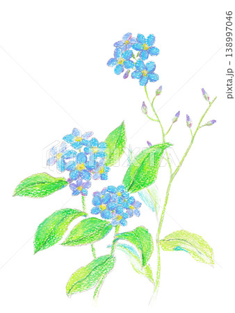 クレヨンで描いたワスレナグサ 138997046