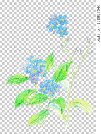 クレヨンで描いたワスレナグサ 138997046