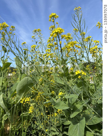 空に向かって咲く菜の花 空に向かって咲く菜の花 138997078