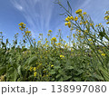 空に向かって咲く菜の花 138997080