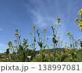 空に向かって咲く菜の花 138997081