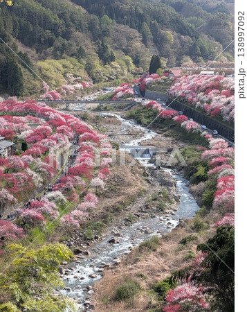 日本一の桃源郷 138997092