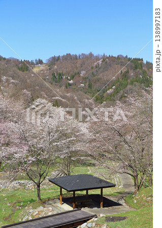 陸郷の山桜　長野県池田町 138997183