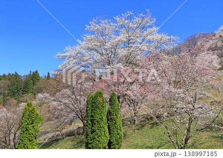 陸郷の山桜 長野県池田町 陸郷の山桜 長野県池田町 138997185