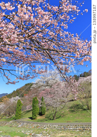 陸郷の山桜 長野県池田町 陸郷の山桜 長野県池田町 138997187