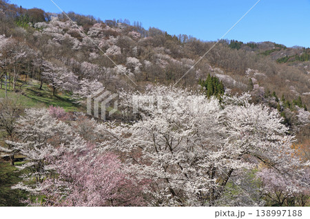 陸郷の山桜 長野県池田町 陸郷の山桜 長野県池田町 138997188