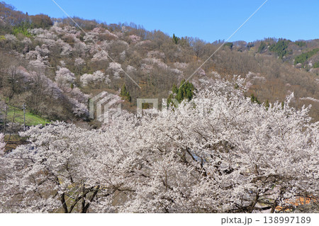 陸郷の山桜　長野県池田町 138997189